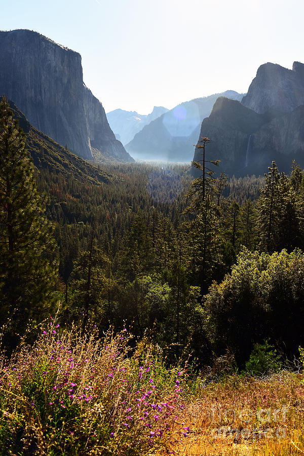 El Capitan and Yosemite Valley Photograph by Mary Jane Armstrong