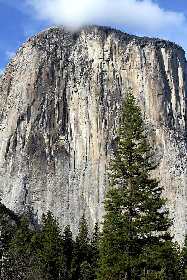 El Capitan at Yosemite Photograph by Wingsdomain Art and Photography
