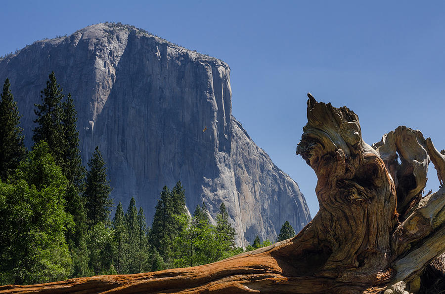 Yosemite National Park Photograph - El Capitan by Ingo Scholtes