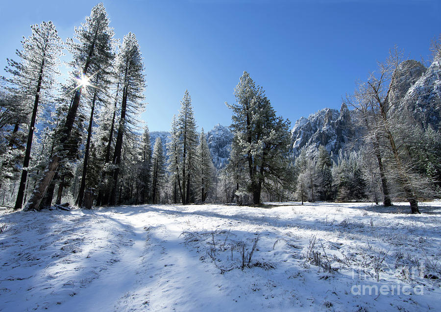 El Capitan Meadow Winter Yosemite National Park Photograph by Wayne Moran