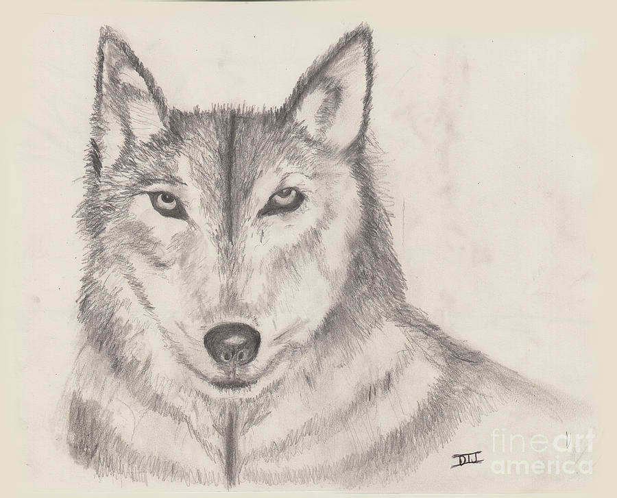 El Lobo Drawing by David Jackson