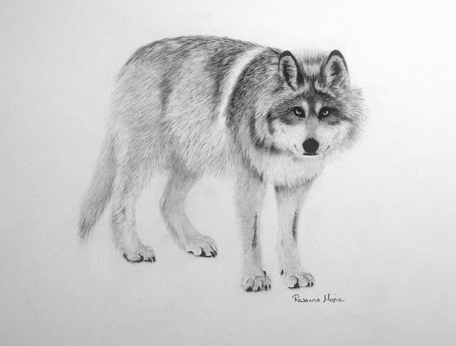 Nature Drawing - El Lobo by Rosanna Maria