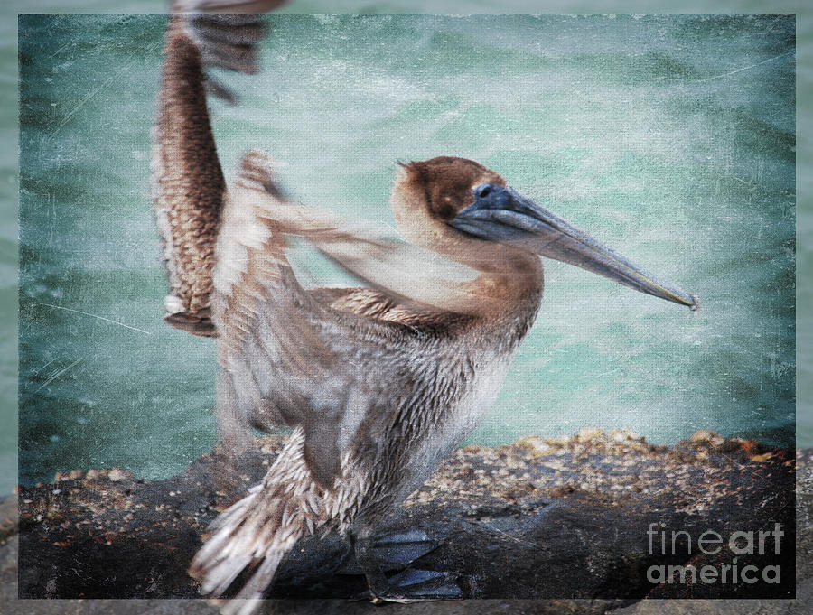 El Pelicano Photograph by Susanne Van Hulst