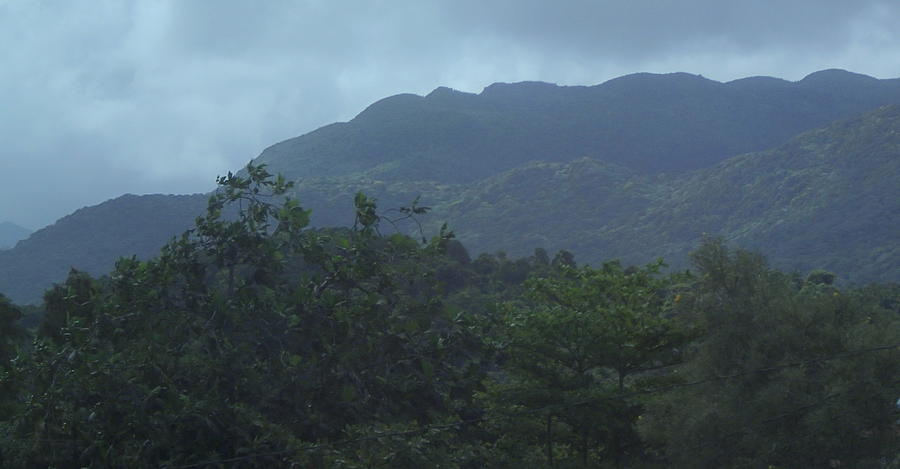 El Yunique Rainforest 2 Photograph by Lois Lepisto