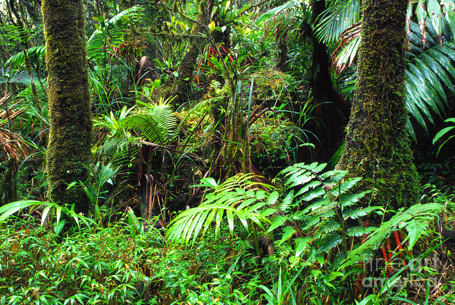 El Yunque Lush Vegetation Photograph
