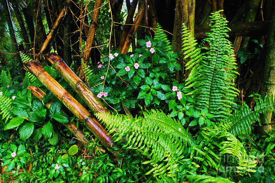 El Yunque National Forest Ferns Impatiens Bamboo Photograph by Thomas R Fletcher