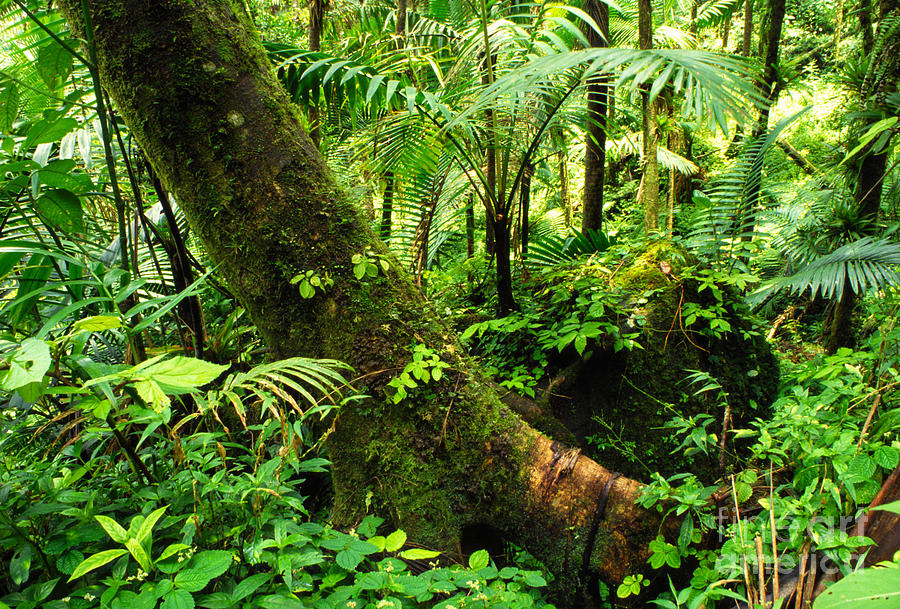 El Yunque National Forest Photograph by Thomas R Fletcher - Fine Art ...