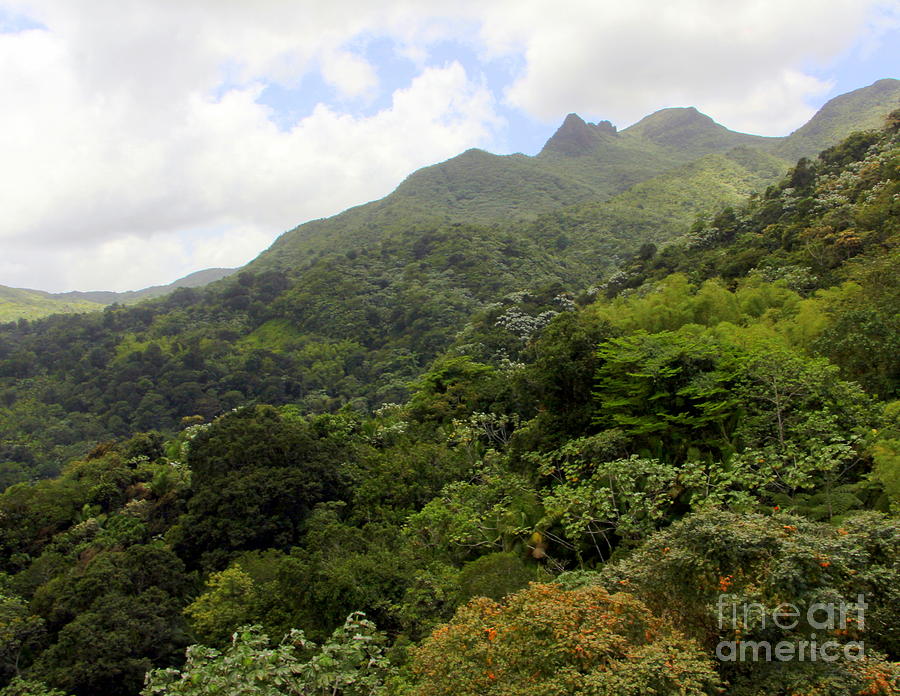 El Yunque Rain Forest Puerto Rico Photograph by Charlene Cox | Fine Art ...