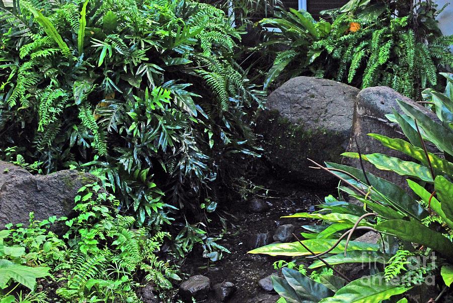 El Yunque rainforest Photograph by Gary Wonning | Fine Art America