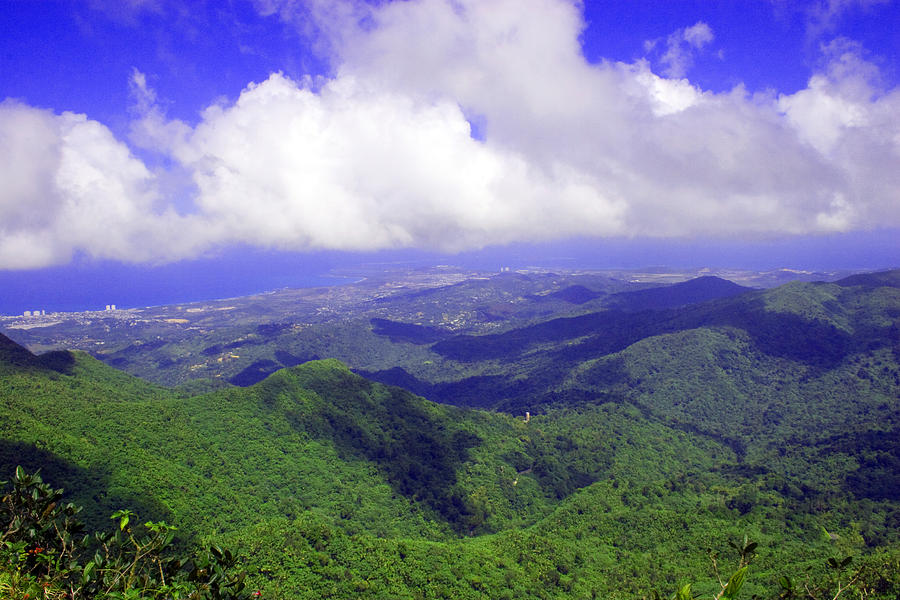 El Yunque Rainforest Photograph by Leo Miranda - Fine Art America