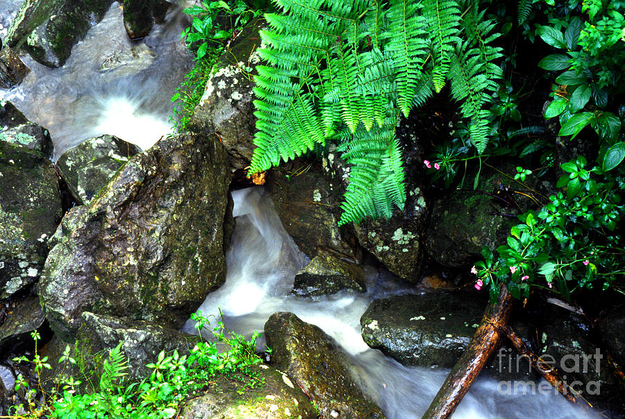 El Yunque Rainforest Water Photograph by Thomas R Fletcher