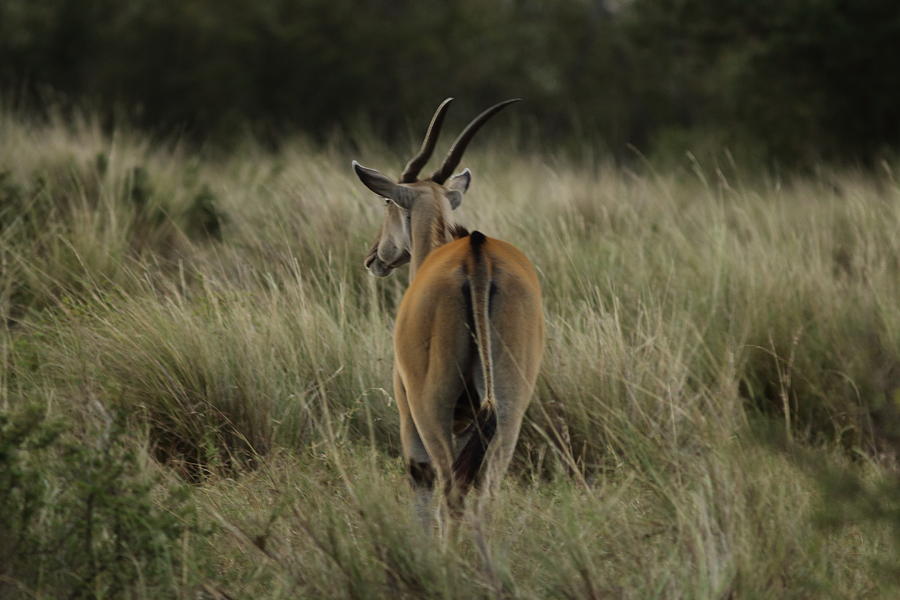 Eland Antelope Photograph by Ramabhadran Thirupattur