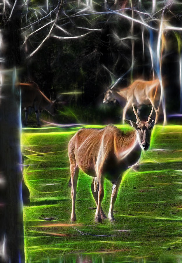 Antelope Photograph - Eland by Miroslava Jurcik