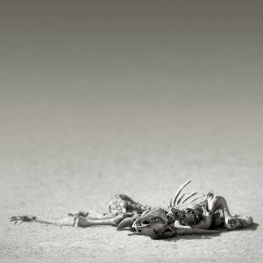 Eland skeleton in desert Photograph by Johan Swanepoel