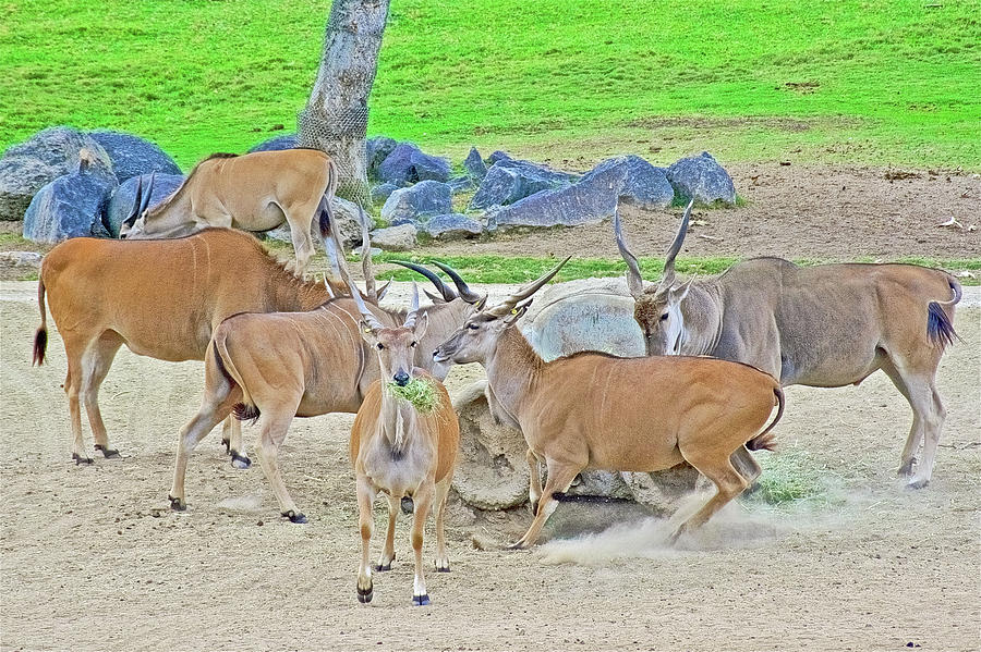 Elands in San Diego Zoo Safari Park near Escondidio, California  Photograph by Ruth Hager