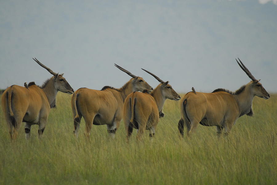 Africa Photograph - Elands on the Lookout by Owen Ashurst