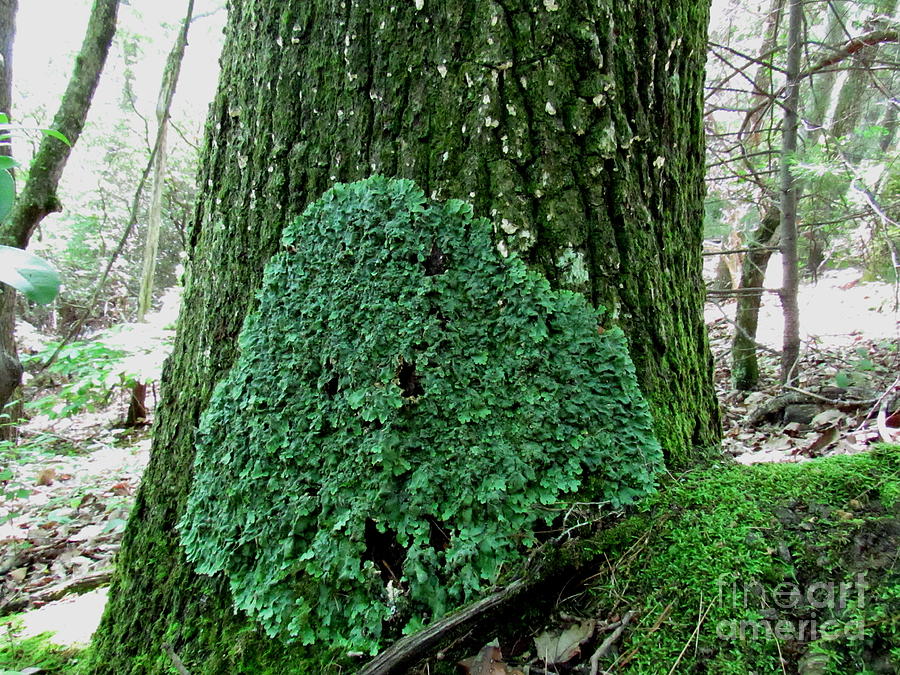 Elder Arbor Lichen Photograph by Joshua Bales
