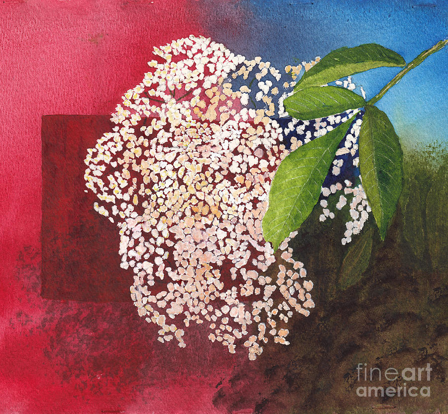 Elderberry Blossom in Watercolor Painting by Conni Schaftenaar