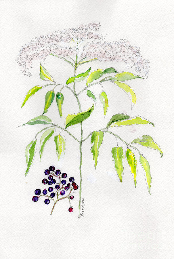 Elderberry Herb  Painting by Doris Blessington