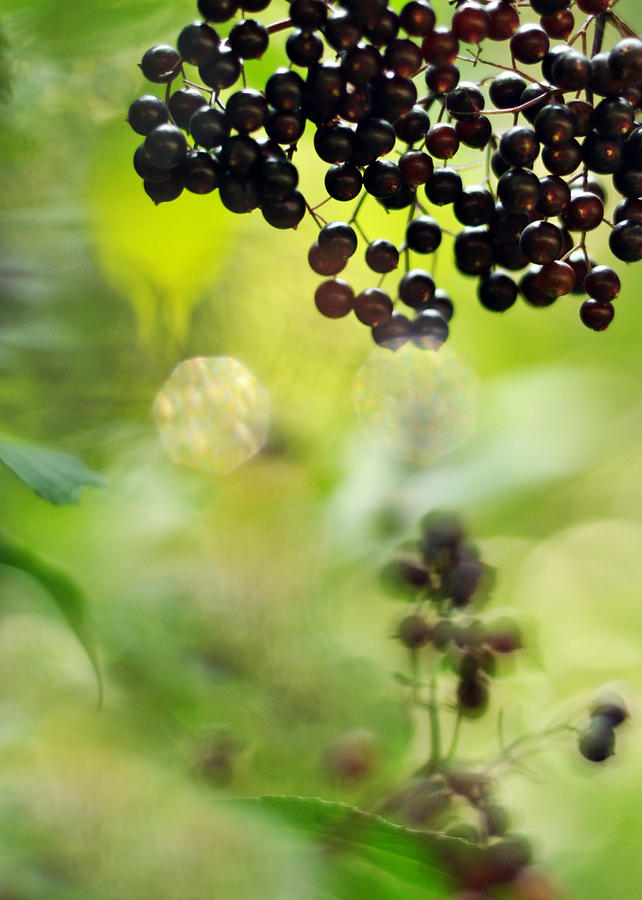 Elderberry Shine Photograph by Rebecca Sherman