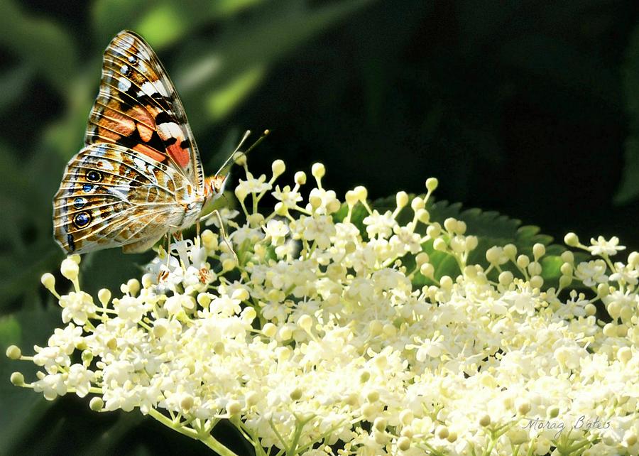 Elderflower and Butterfly Photograph by Morag Bates