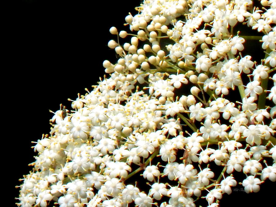 Elderflower Tree Photograph by Wild Thing