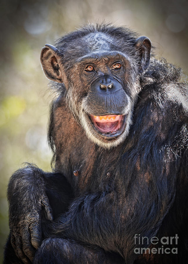 Elderly Chimp Enjoying the Warm Summer Afternoon Photograph by Jim Fitzpatrick