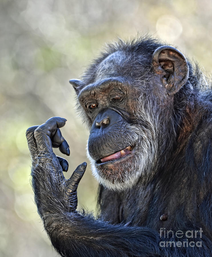 Elderly Chimp Studying Her Hand II Photograph by Jim Fitzpatrick