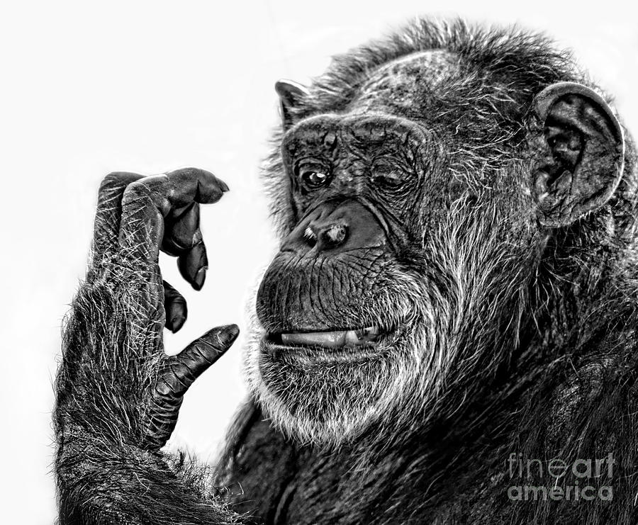 Elderly Chimp Studying Her Hand III Photograph by Jim Fitzpatrick