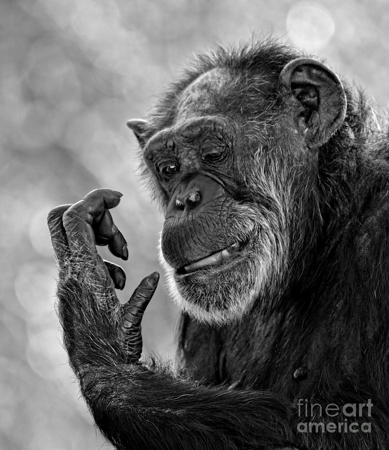 Elderly Chimp Studying Her Hand Photograph by Jim Fitzpatrick