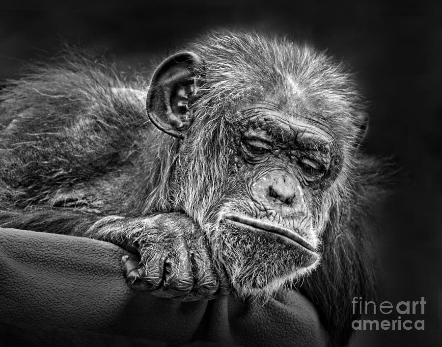 Black And White Photograph - Elderly Chimp Watching the Action Below by Jim Fitzpatrick