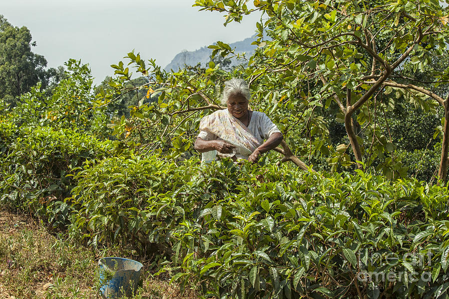 Elderly female tea picker in Sri Lanka Photograph by Patricia Hofmeester