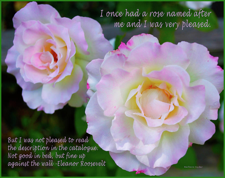 Eleanor Roosevelt Roses Digital Art by Barbara Snyder