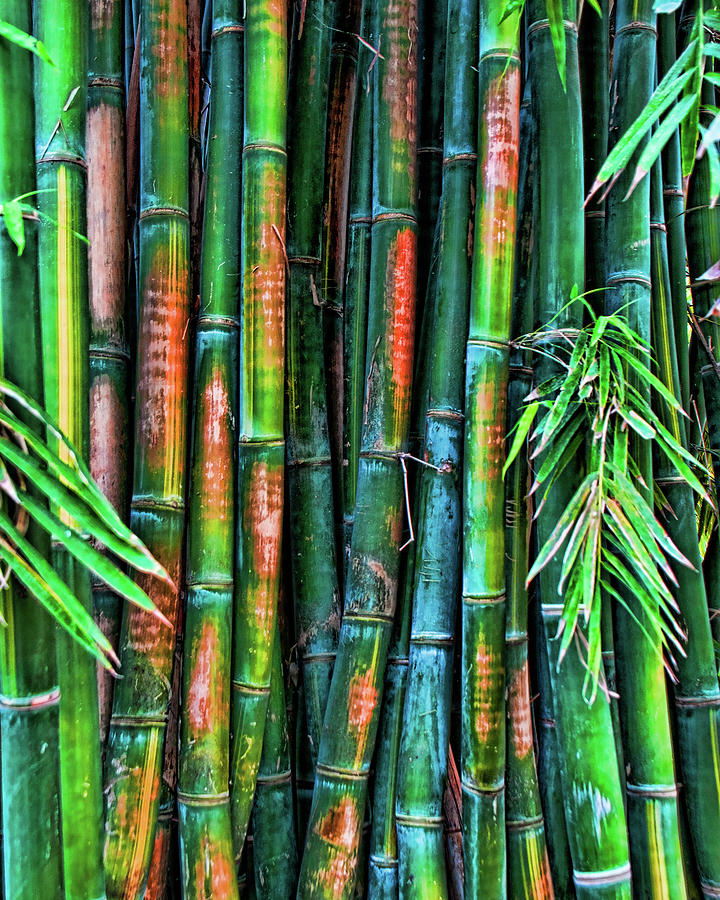 Electric Bamboo 6 Photograph by Michael Raiman - Fine Art America