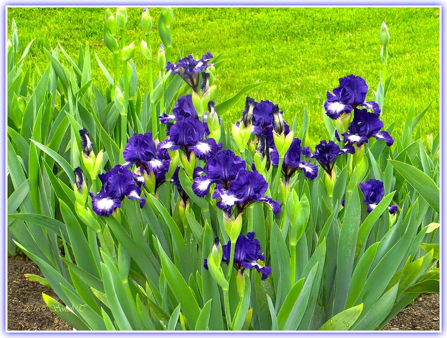 Electric blue Irises Photograph by Sonali Gangane