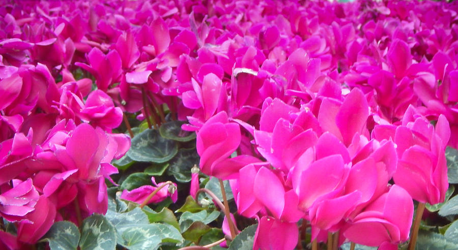 Nature Photograph - Electric Floral by Noun Images Nature Photograph - Electric Floral by Noun Images