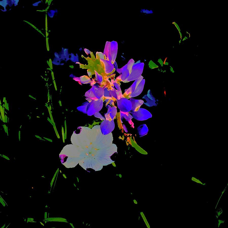 Electric Lupine Photograph