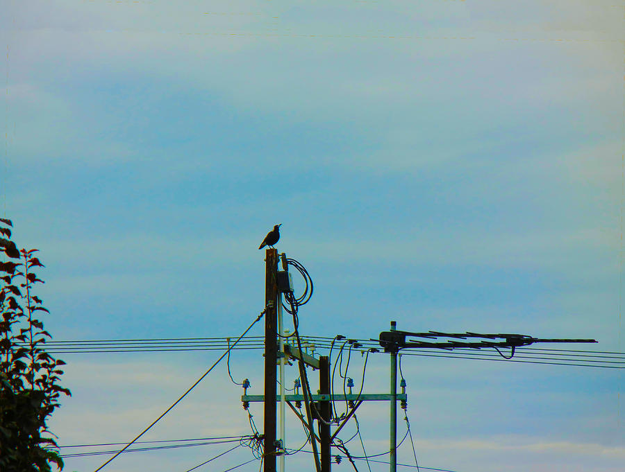 Electric Magpie Photograph by Mark Blauhoefer