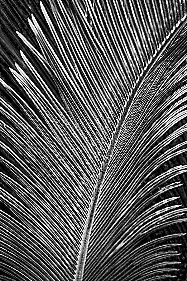 Electric Palm by H H Photography of Florida Photograph by HH Photography of Florida