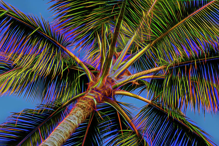 Electric Palm Photograph by Kelley King