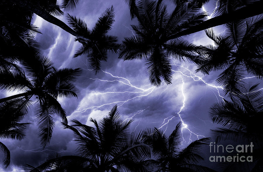 Electric Palms Photograph by Jon Neidert