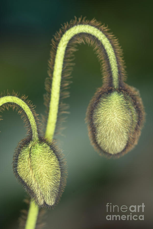 Electric Poppy Buds Photograph by Steve Purnell