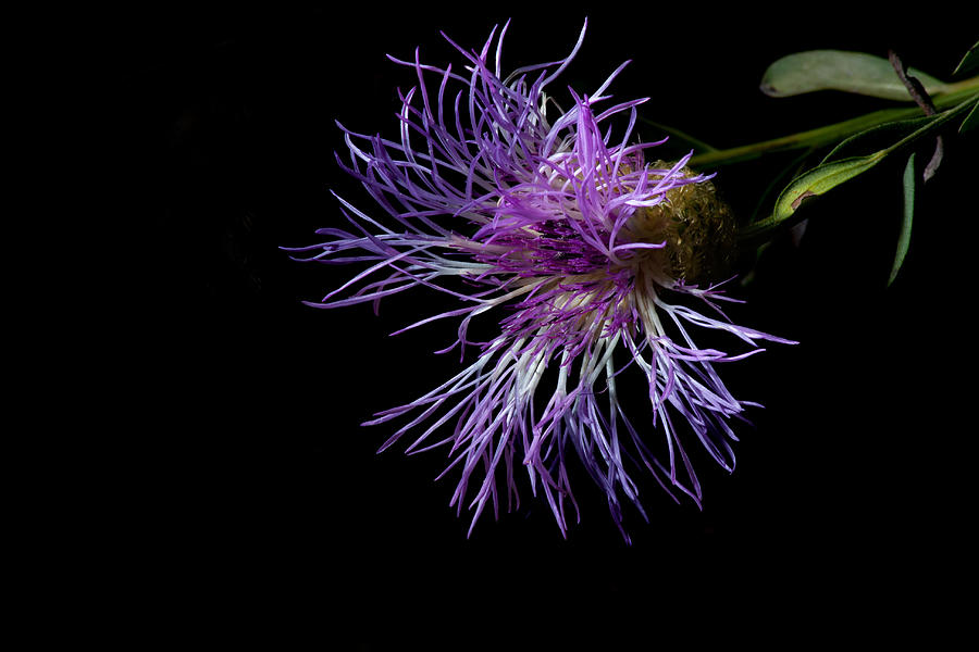 Electric Purple Photograph by Eugene Campbell