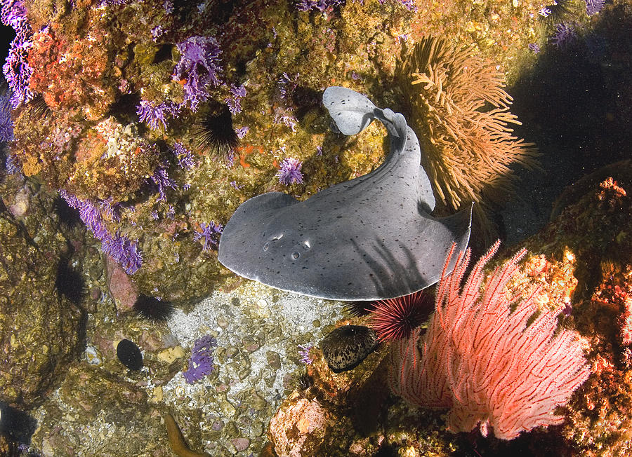 Electric Ray Photograph - Electric Ray by Bryan Toro Electric Ray Photograph - Electric Ray by Bryan Toro