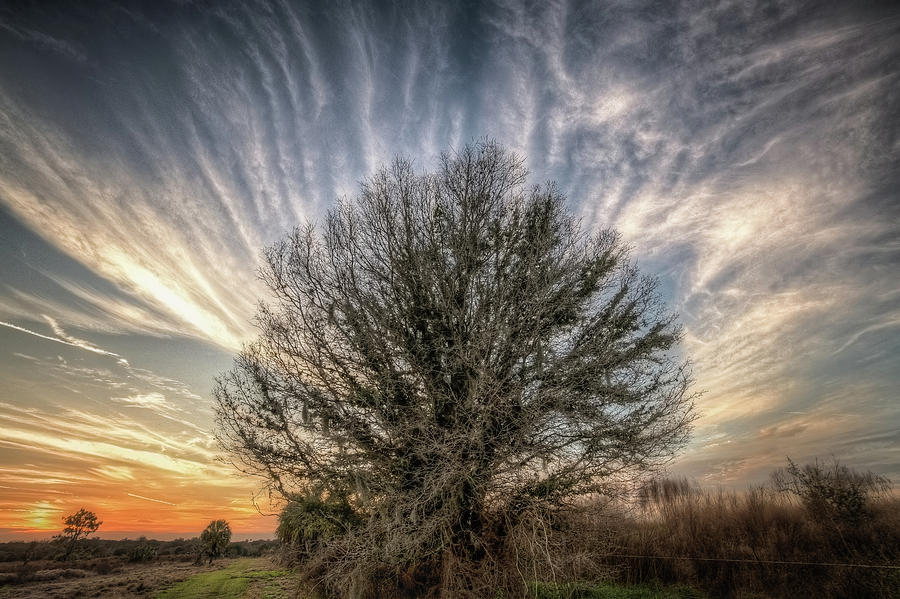 Electric Tree Sunset Photograph by Ronald Kotinsky - Pixels