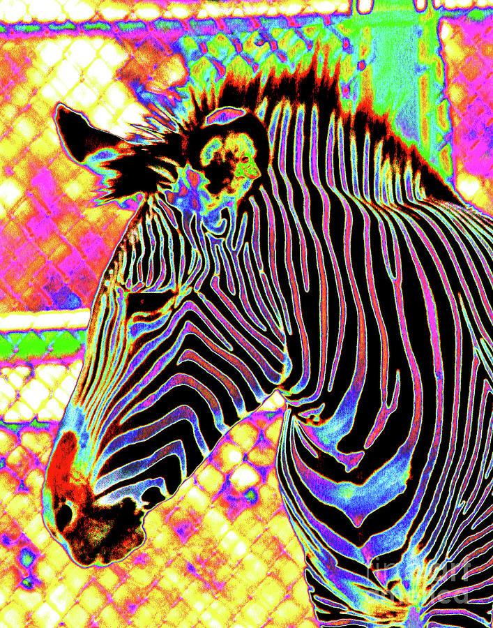 Electric Zebra Photograph by Larry Oskin