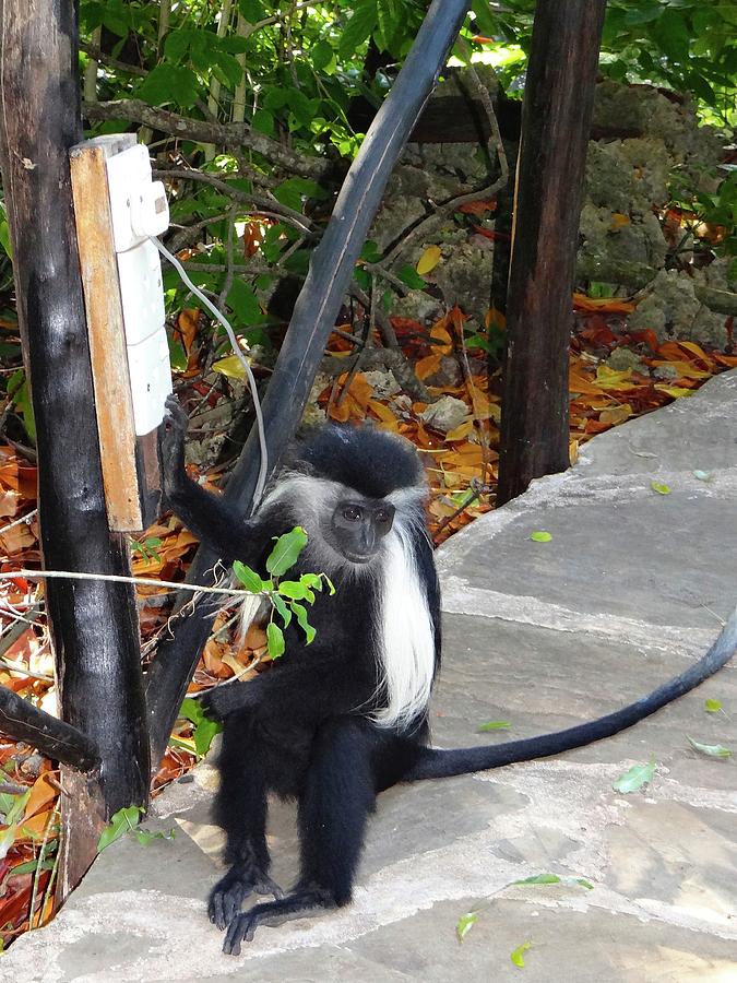 Unschooling Photograph - Electrical work - monkey power by Exploramum Exploramum Unschooling Photograph - Electrical work - monkey power by Exploramum Exploramum