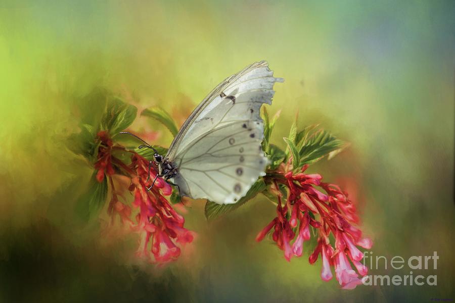 Butterfly Photograph - Elegance by Eva Lechner
