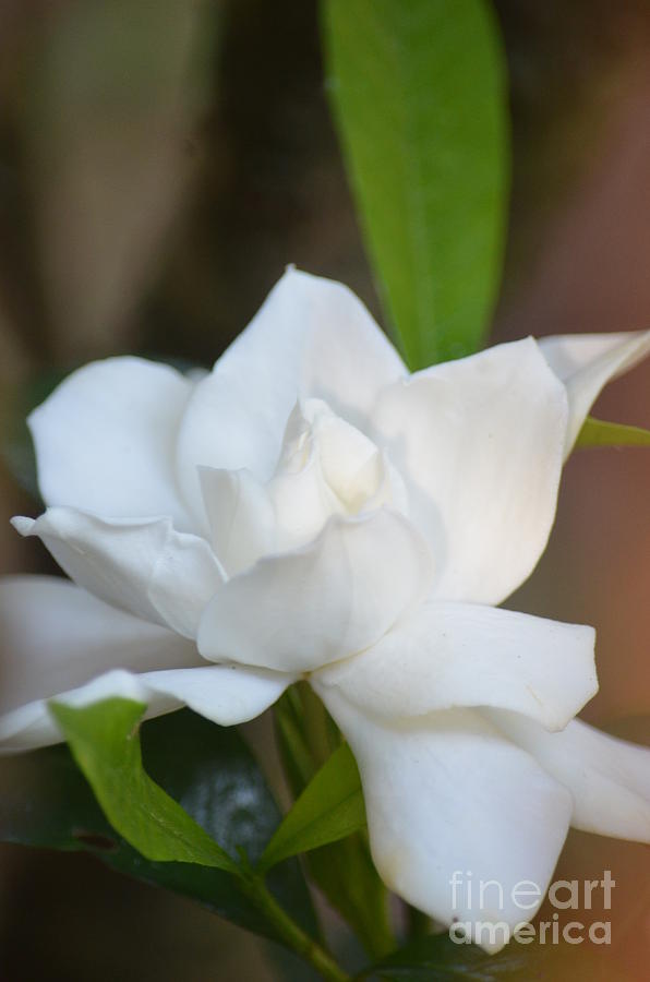 Elegance - Gardenia Photograph by Maria Urso