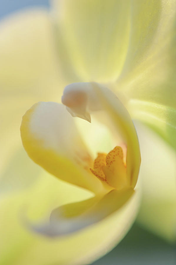 Elegance. Green Orchid Photograph by Jenny Rainbow